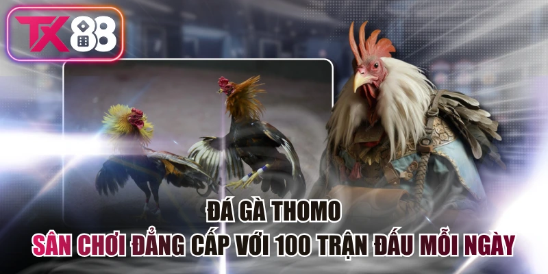 Đá Gà Thomo - Sân Chơi Đẳng Cấp Với 100 Trận Đấu Mỗi Ngày