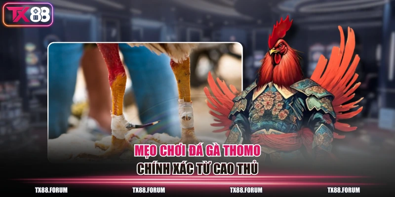 Đá Gà Thomo - Sân Chơi Đẳng Cấp Với 100 Trận Đấu Mỗi Ngày 4 Mẹo chơi đá gà Thomo chính xác từ cao thủ