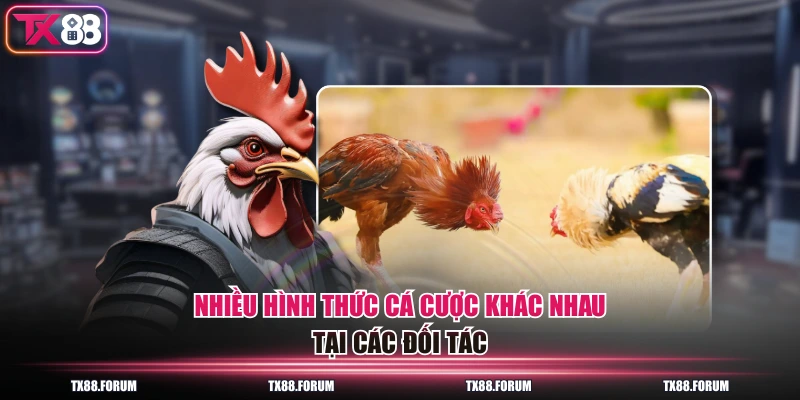 Chuyên Mục Đá Gà TX88 - 5 Sảnh Trực Tiếp, 200 Trận Mỗi Ngày 3 Nhiều hình thức cá cược khác nhau tại các đối tác