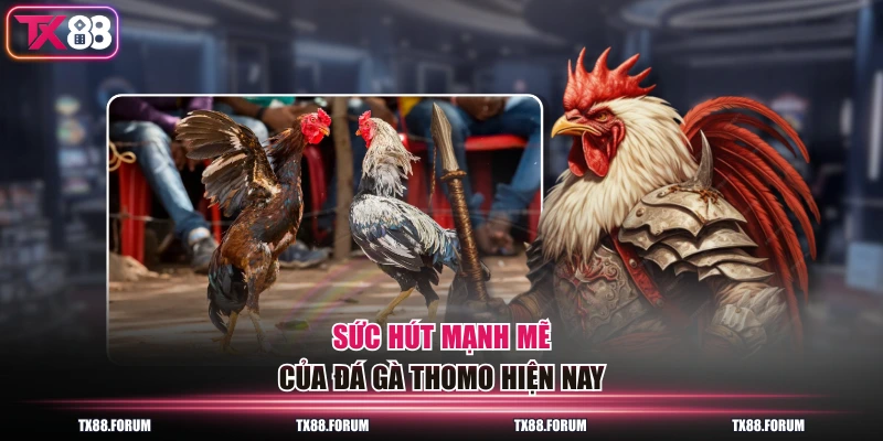 Đá Gà Thomo - Sân Chơi Đẳng Cấp Với 100 Trận Đấu Mỗi Ngày 2 Sức hút mạnh mẽ của đá gà Thomo hiện nay