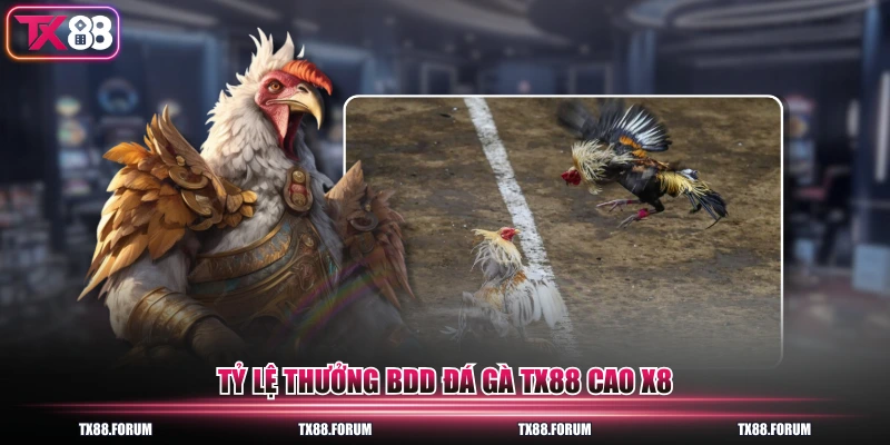 Chuyên Mục Đá Gà TX88 - 5 Sảnh Trực Tiếp, 200 Trận Mỗi Ngày 2 Tỷ lệ thưởng BDD đá gà TX88 cao x8